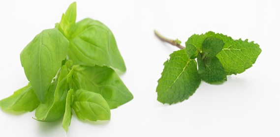 Waikato based produce company Southern Fresh Foods has BASIL and MINT available to enhance your cooking