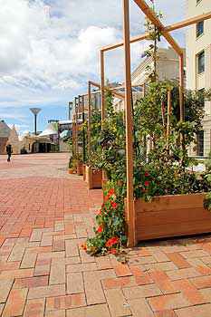 Edible garden in Wellington's Civic Square