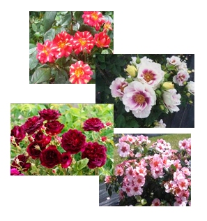 New release roses on display in the Tasman Bay Roses exhibition garden at this year's Ellerslie International Flower Show will include, from left, Art Nouveau, Eyes for You, Munstead Wood and Bright as a Button.