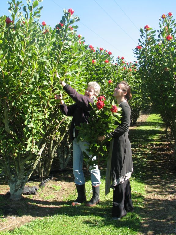 Garden exhibitor Beth Jewell, left, prunes her displays in preparation for the garden tour with help from event organiser Debbie Laing.