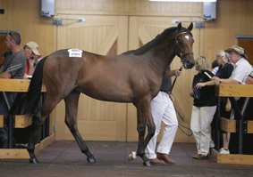 2008 Premier Sale topper - Lot 299 by Redoute's Choice from Popsy. 