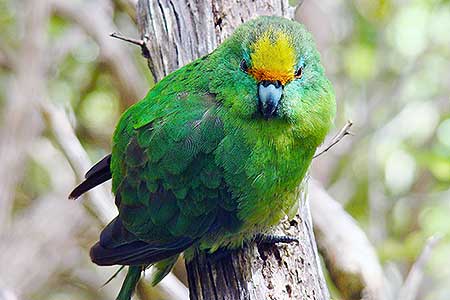 The orange-fronted Malherbe's parakeets (Cyanoramphus malherbi) or k&#257;k&#257;riki karaka.