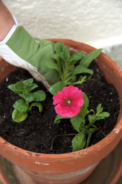 Petunias come in a wide variety of colours. 