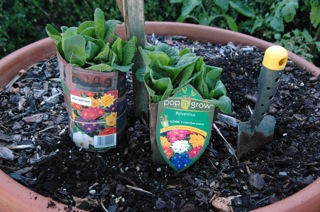 Polyanthus are great for adding some colour and texture to pots