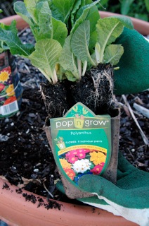 Polyanthus are great for adding some colour and texture to pots