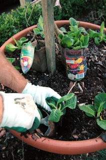 Polyanthus are great for adding some colour and texture to pots