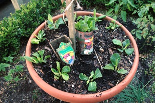 Polyanthus are great for adding some colour and texture to pots