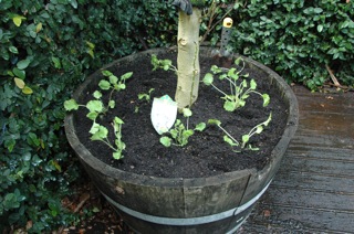 potted primulas