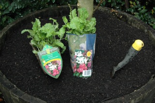 potted primulas