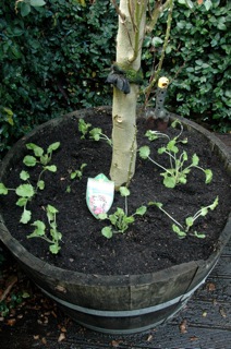 potted primulas