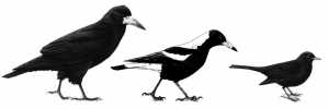 From left: a rook; a magpie and a blackbird.