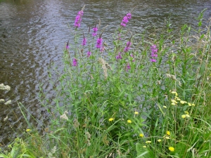 An infestation of purple loosestrife