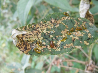 Buddleia weevil larvae are having a good feast on this plant