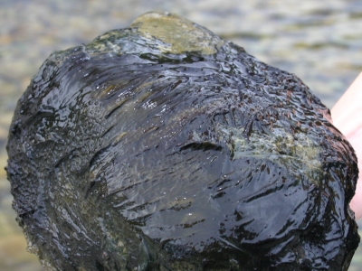 Close up of blue green algae on a rock.