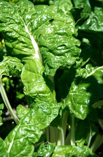 Silverbeet