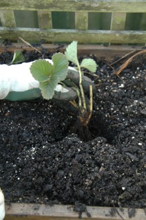 Now is the time to plant Strawberries