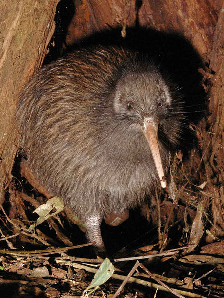 Te Tuatahi a nui, a male kiwi on Maungatautari mountain.