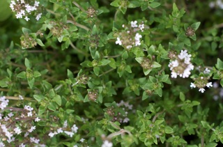 Thyme