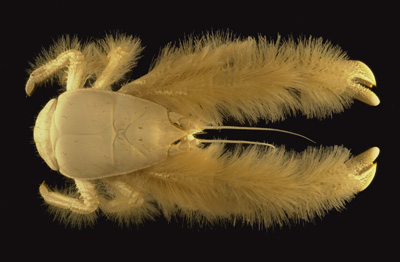 Yeti Crab