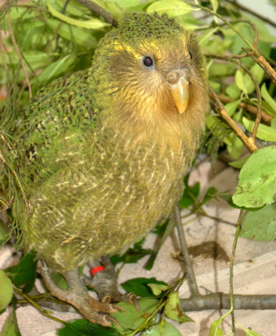 Young Kakapo