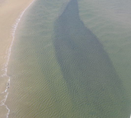 Aerial image of mussel reef