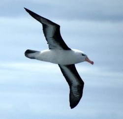 Thalassarche eremita - The Chatham Albatross 