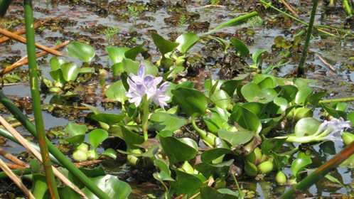 Water Hyacinth