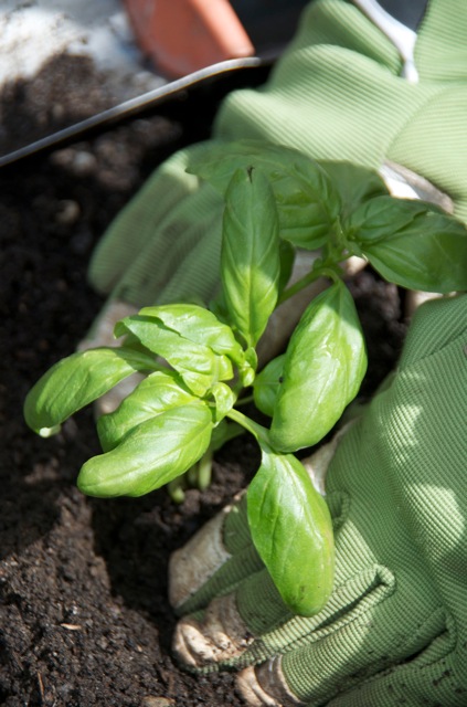 Ensure the place you pick where to plant basil is in direct sun