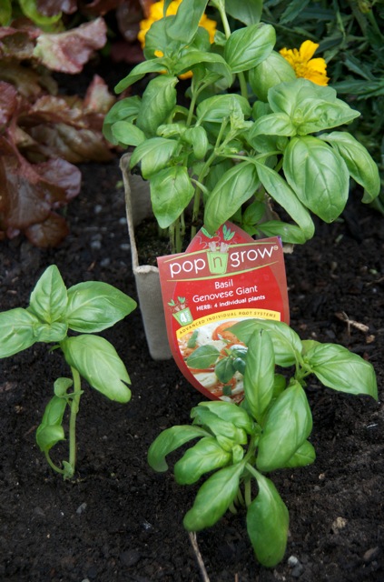  It always helps to give the seedlings a good kick start by adding a general fertiliser.