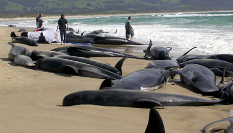 over 60 whates are beached on colville beach