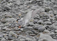 Black fronted Tern