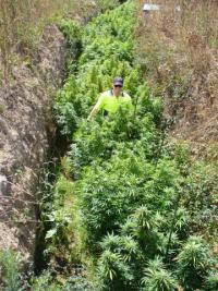 Trench filled: A Waikato officer stands amongst a below ground level cannabis plot.