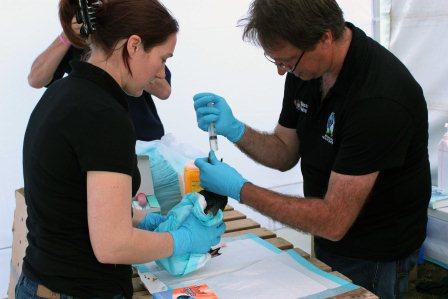 Little blue penguin gets fed by vet tech Pauline Conayne and wildlife vet Dr Brett Gartrell at the Wildlife Response Centre.