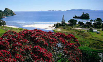 Pohutukawa on the hills above Whangapoua Beach, on the Coromandel Peninsula.