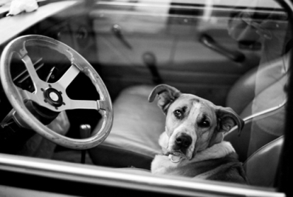 Dog in a car