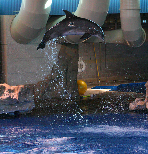 Exporting dolphins for use in captivity concerns NZ govt