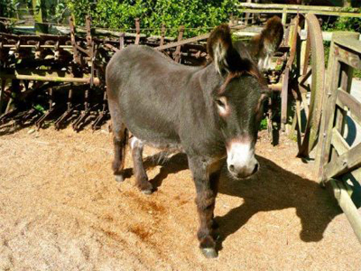 Willowbank Wildlife Reserve Donkey