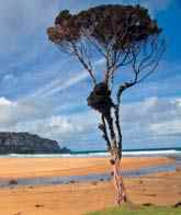 Narnia location - Purakanui Beach, on the Catlins Coast