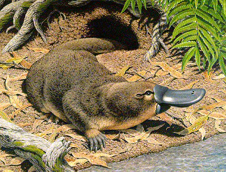 Evolution Platypus