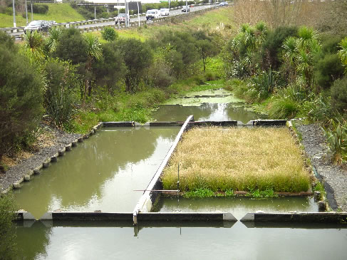 Wetlands grass carex vigarta have been selected for their thick and extensive mass of roots.