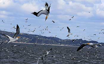 Gannets plunge diving for fish in the Hauraki Gulf