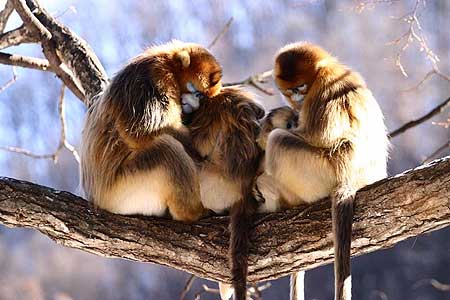 A family of golden snub-nosed monkeys.