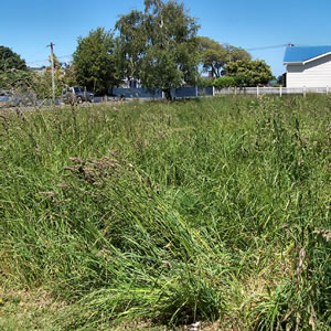 Overgrown properties in Feilding are causing concern.