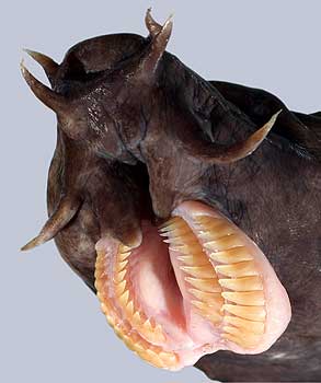 A hagfish showing its teeth.