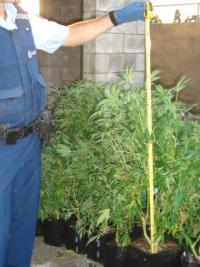 An officer measures the height of some of the recovered cannabis plants.