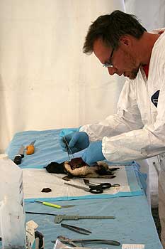 Wildlife pathologist Stuart Hunter carries out a  post-mortem on an oiled little blue penguin.