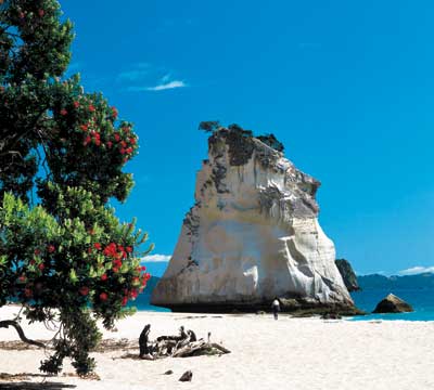 Pohutukawa on the beach at Cathedral Cove, on the Coromandel Peninsula.