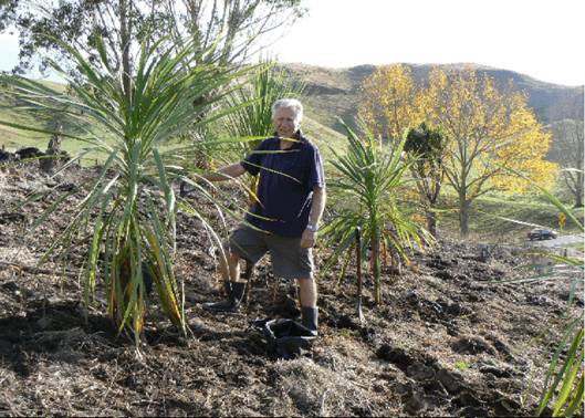 Rotarian Brian Ouseley plants the first of the cabbage trees above the main highway.