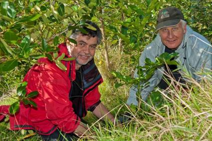 Motutapu Restoration Trust volunteers plant a Kohekohe on the island