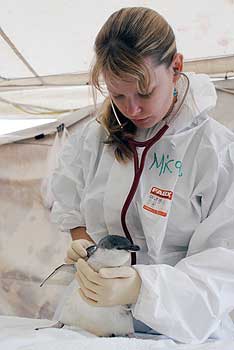 Massey wildlife veterinarian Micah Jensen listens  to the breathing of a little blue penguin in  the intensive care unit.